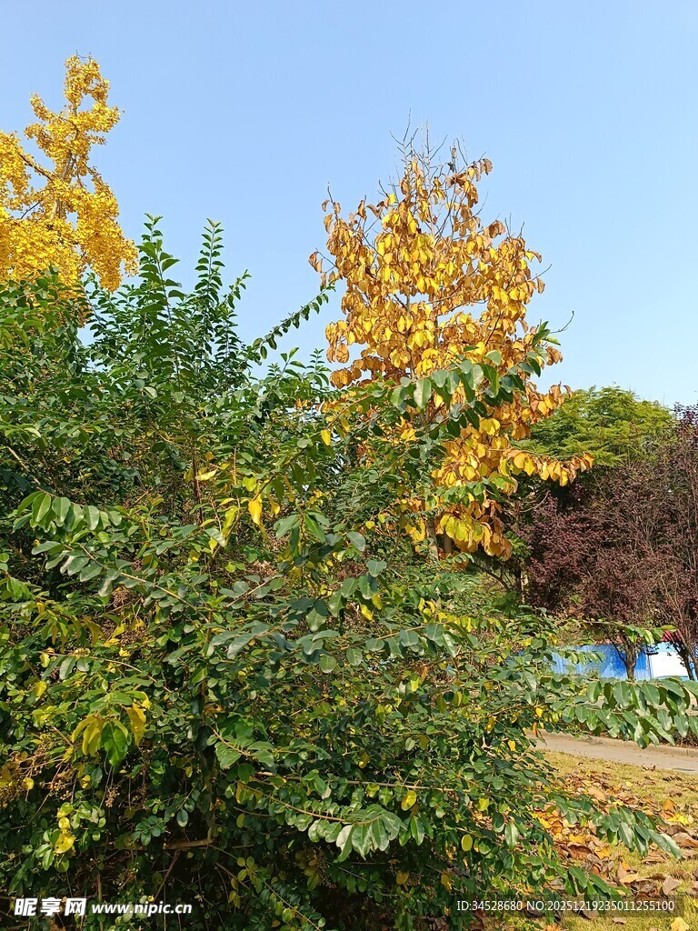 秋日繁茂绿植景观
