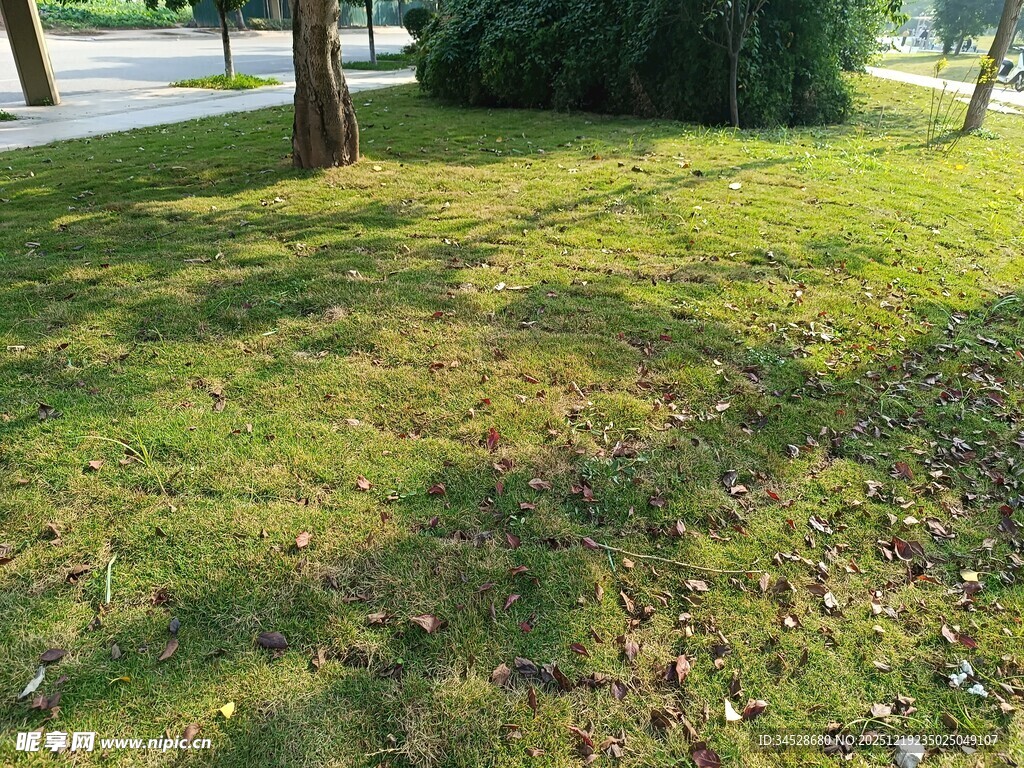 阳光下的草地与斑驳树影