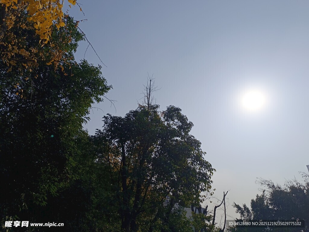 阳光穿透树林的美好景象