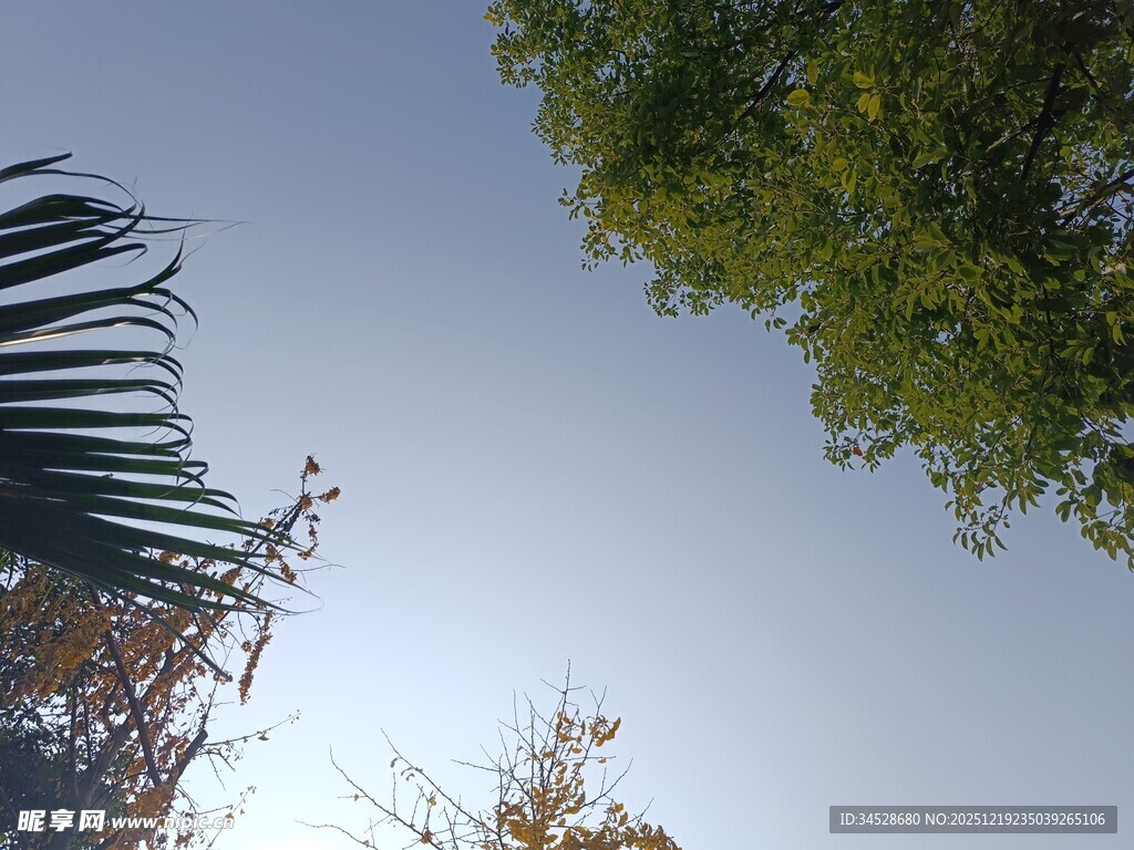 仰视绿树蓝天景致