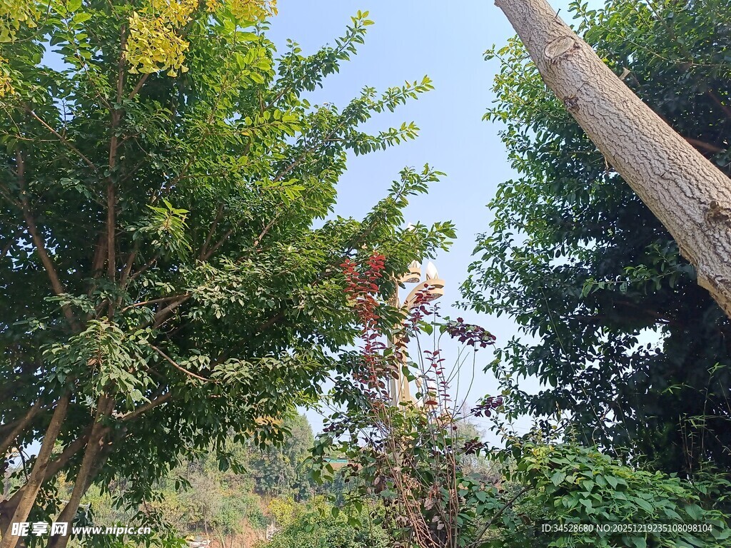 繁茂树林中的自然景致