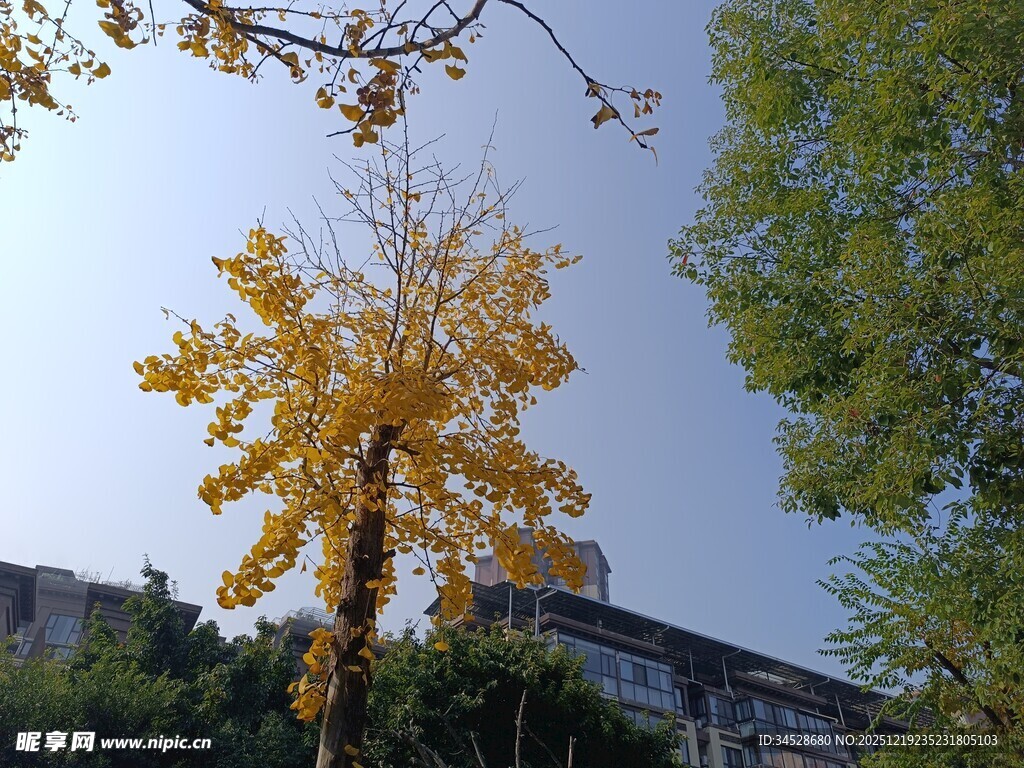 秋日金黄树木风景图