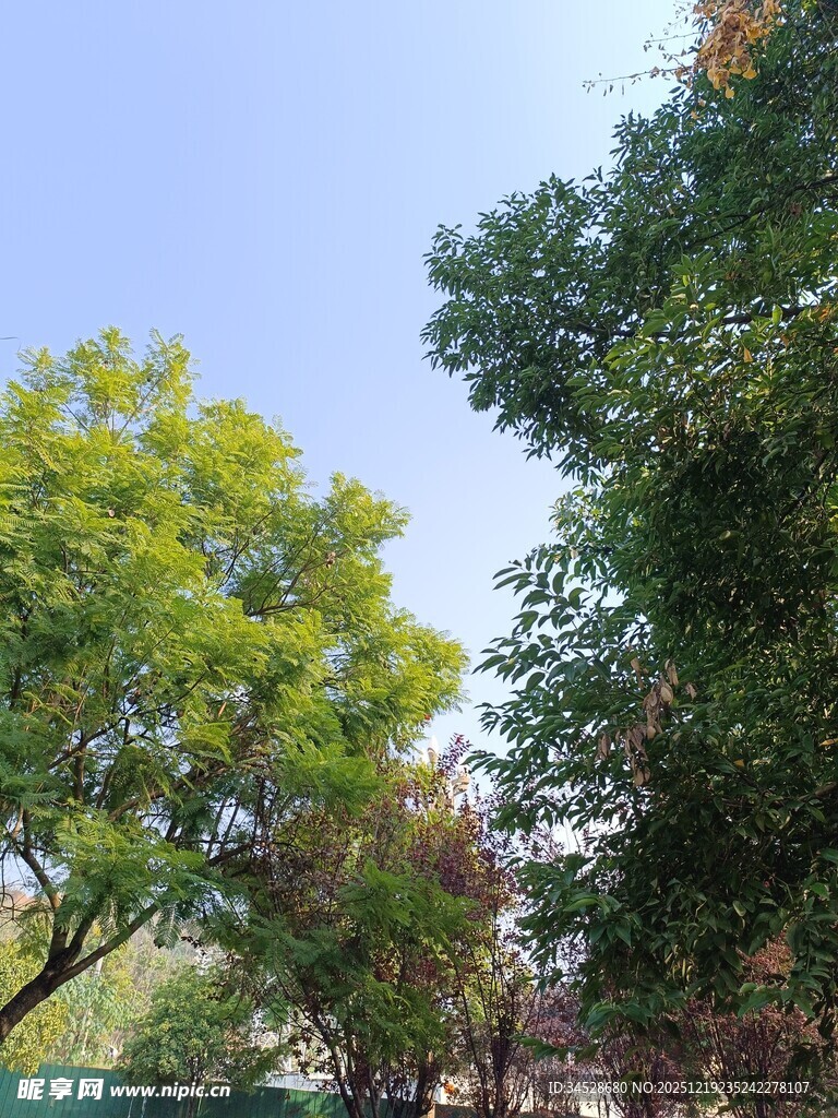 户外绿树蓝天景致