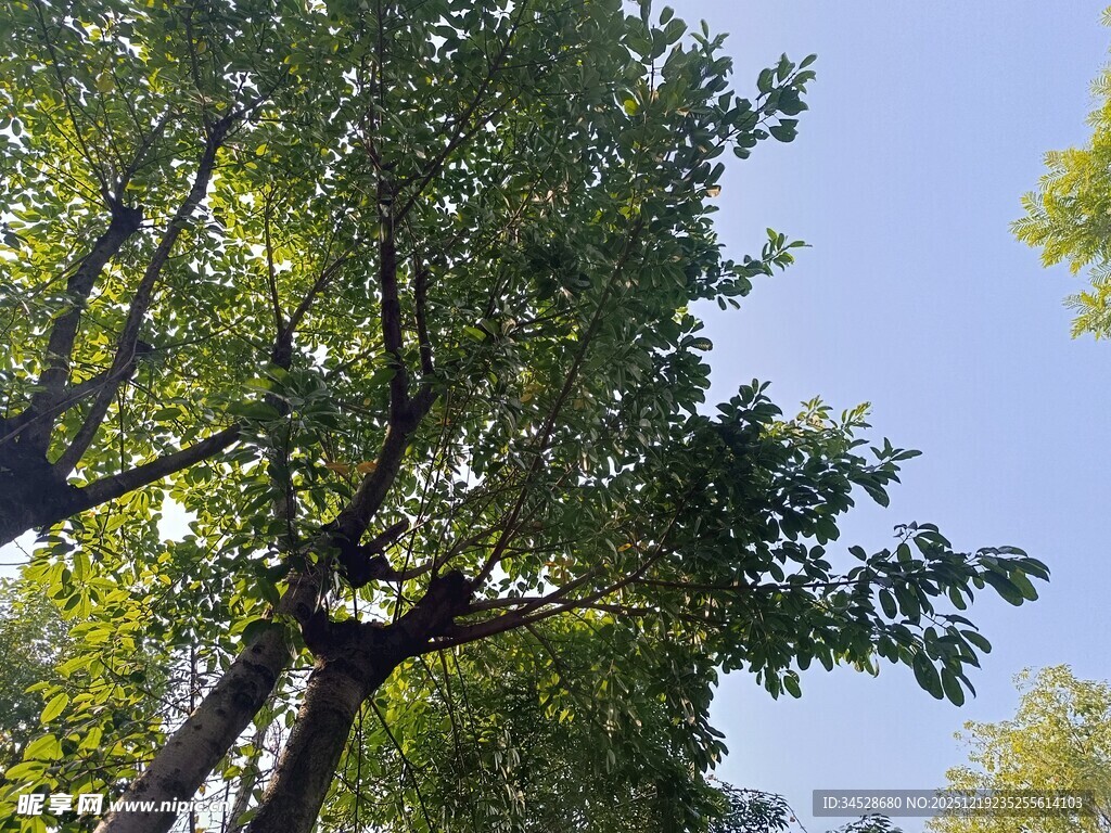 阳光下的繁茂绿树