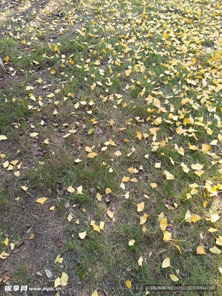 秋日地面散落的金黄银杏叶