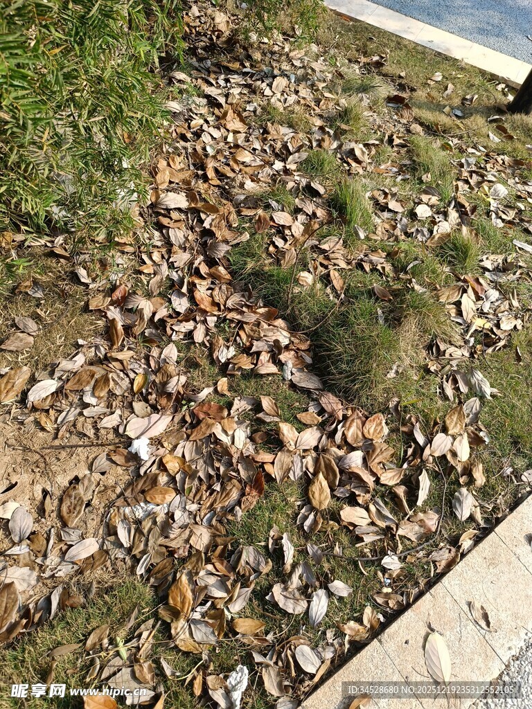 地面散落枯叶与杂物