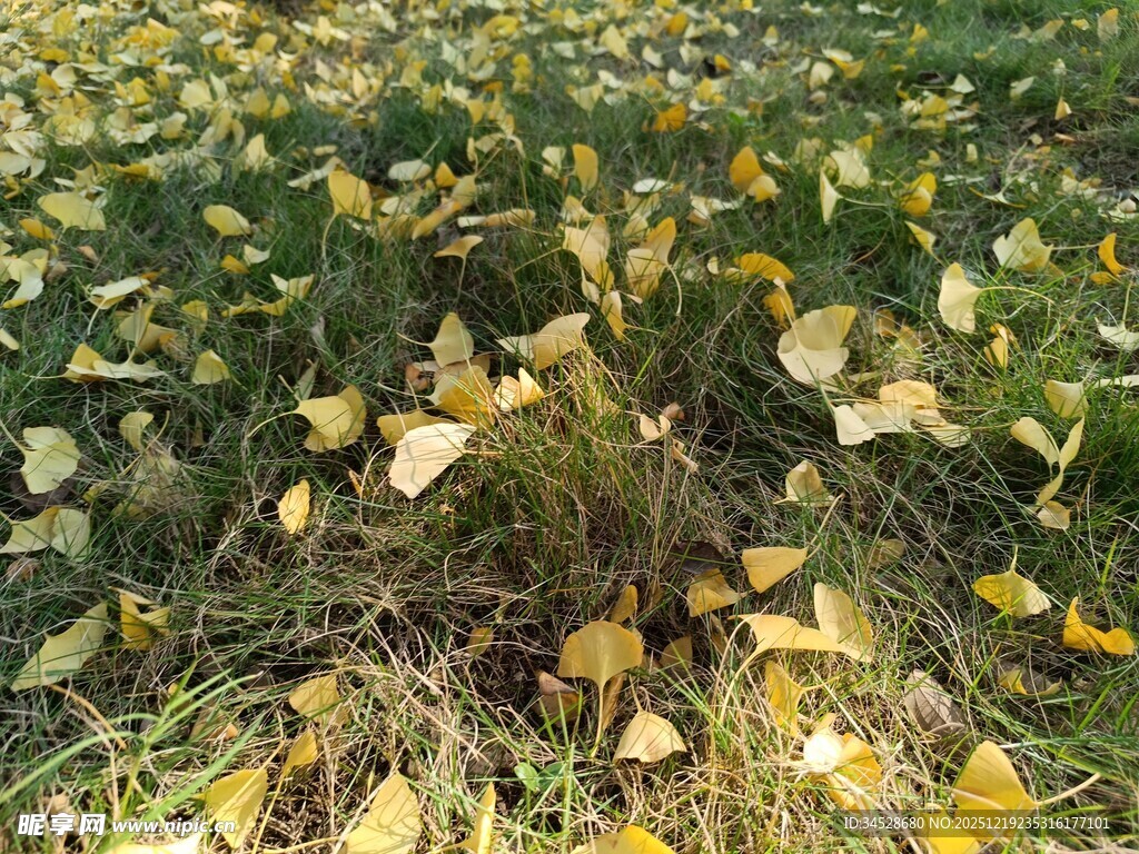 秋日银杏落叶铺满草地