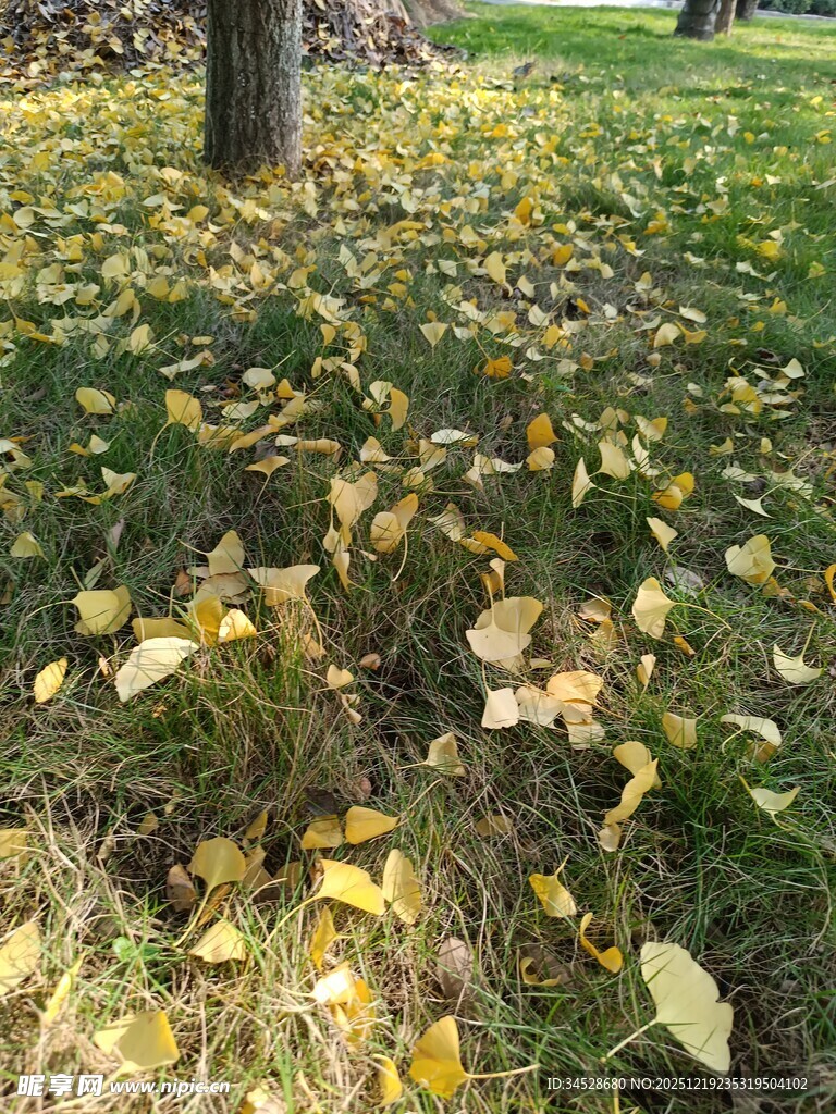 树下落叶铺就秋日美景