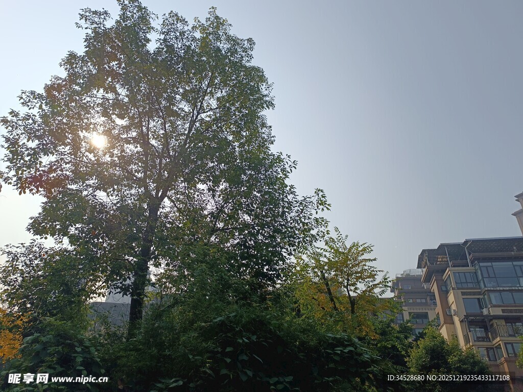 阳光下的绿树与建筑