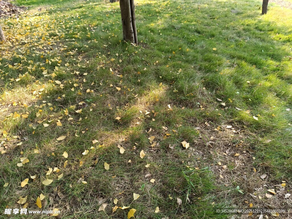 秋日草地落叶光影景象