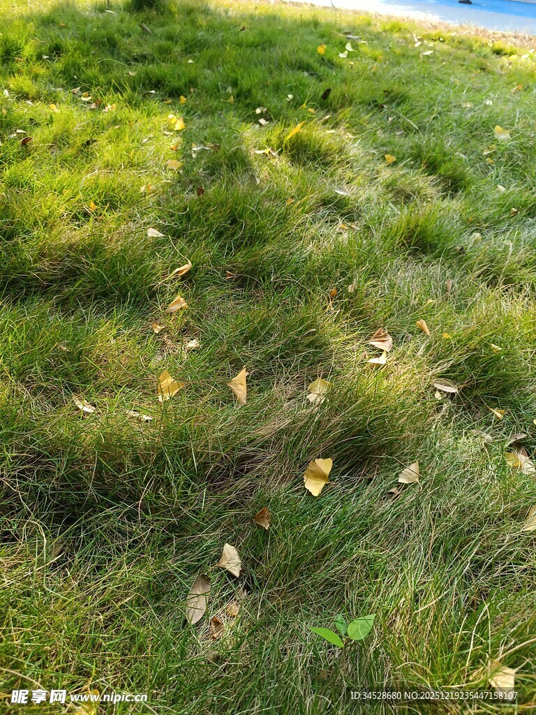 阳光下的翠绿草地