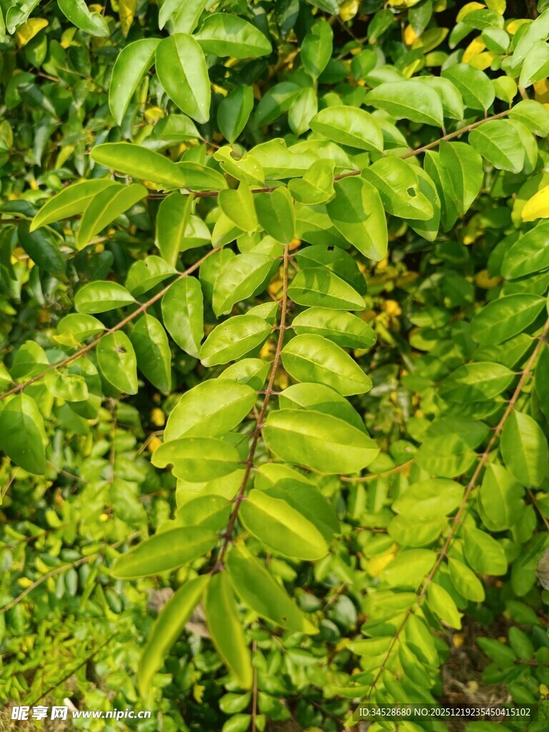 翠绿繁茂的羽状复叶植物