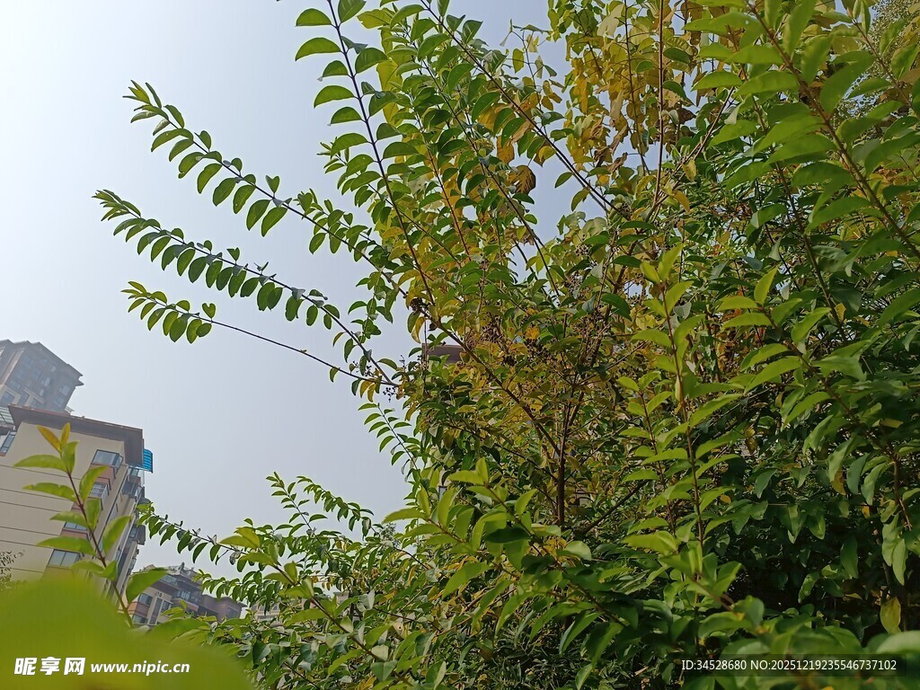 绿叶繁茂的植物与远处建筑