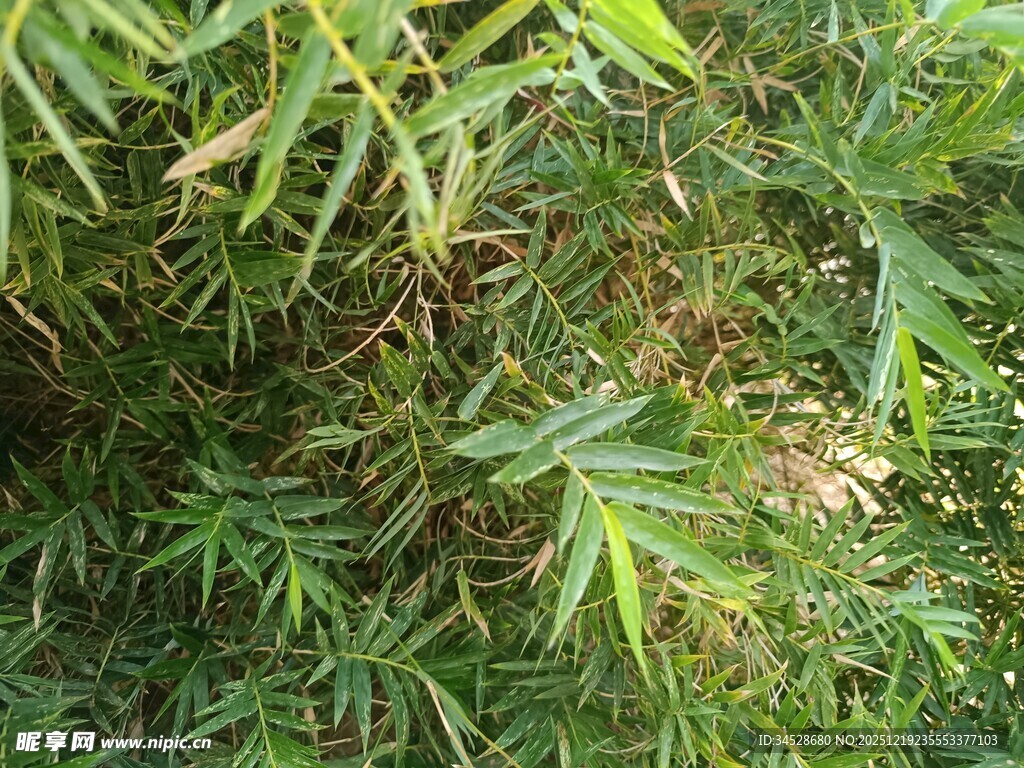 茂密翠绿的竹林景象