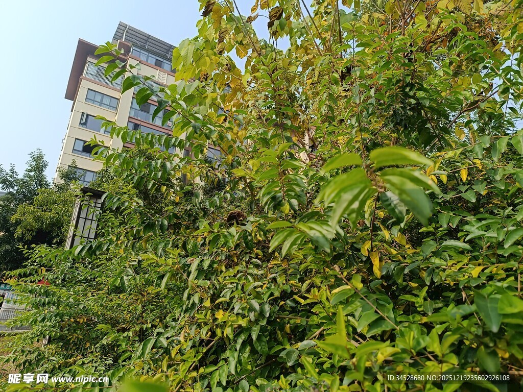 绿植掩映下的多层建筑