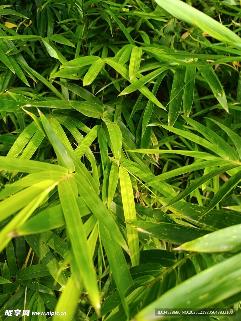 翠绿竹叶尽显自然生机