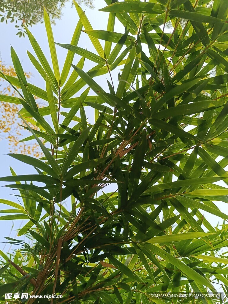 翠绿竹叶映蓝天