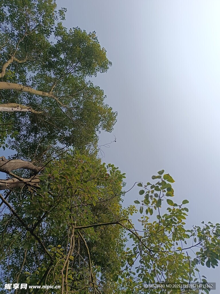 仰视葱郁树林美景