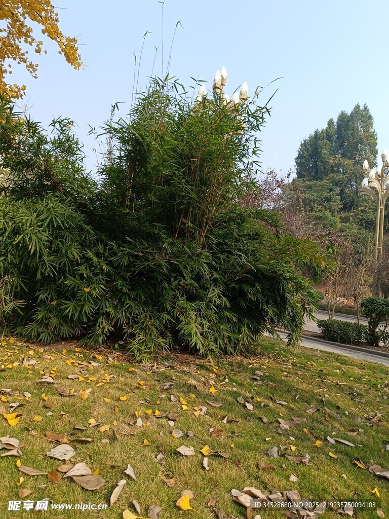 秋日公园绿植与落叶景观