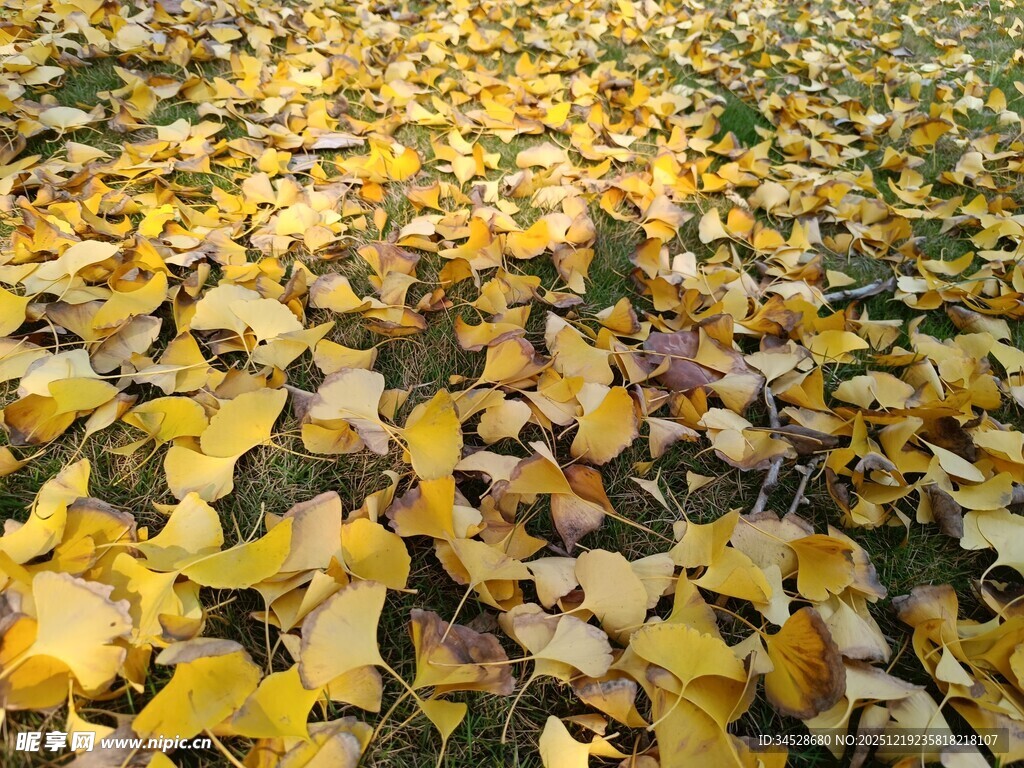 金黄银杏叶铺满地面