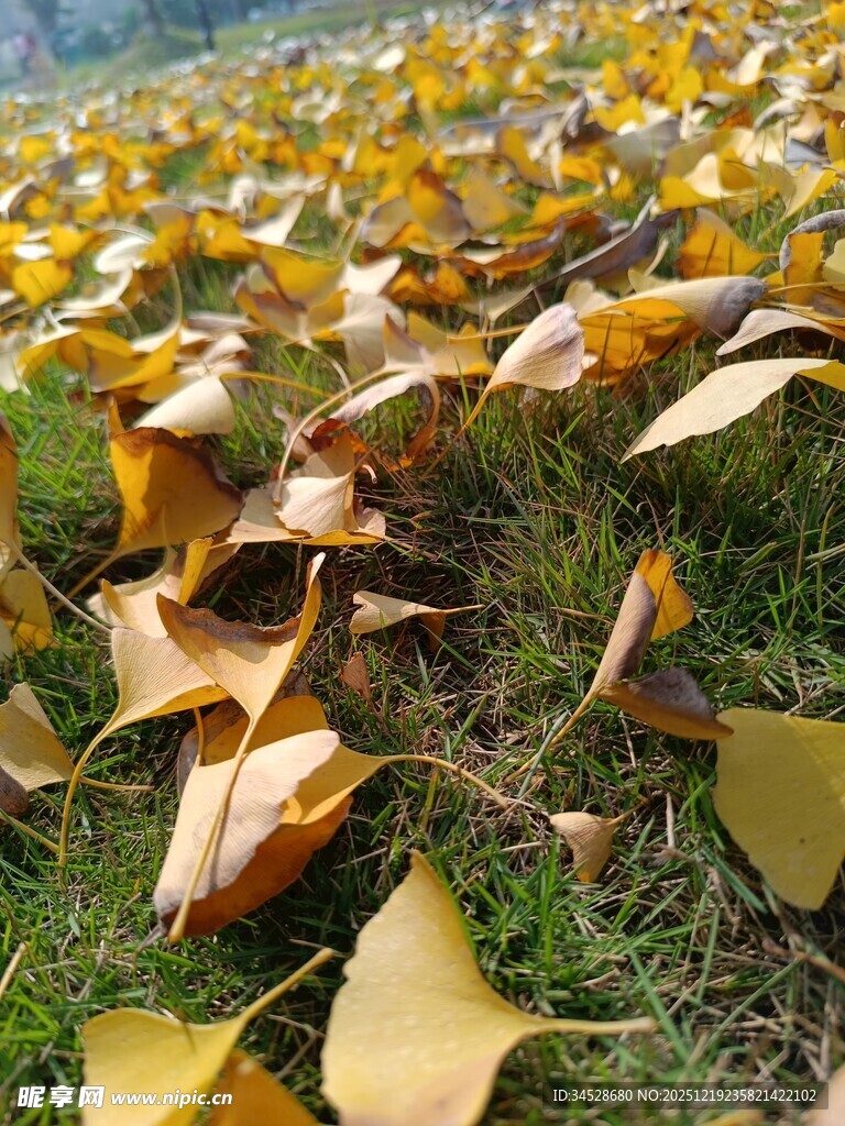 金黄银杏叶铺就秋日美景