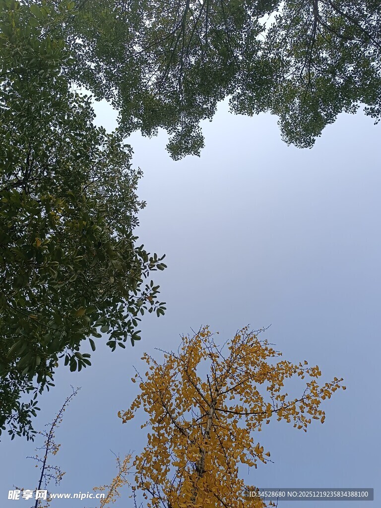 仰观黄绿交织的树木