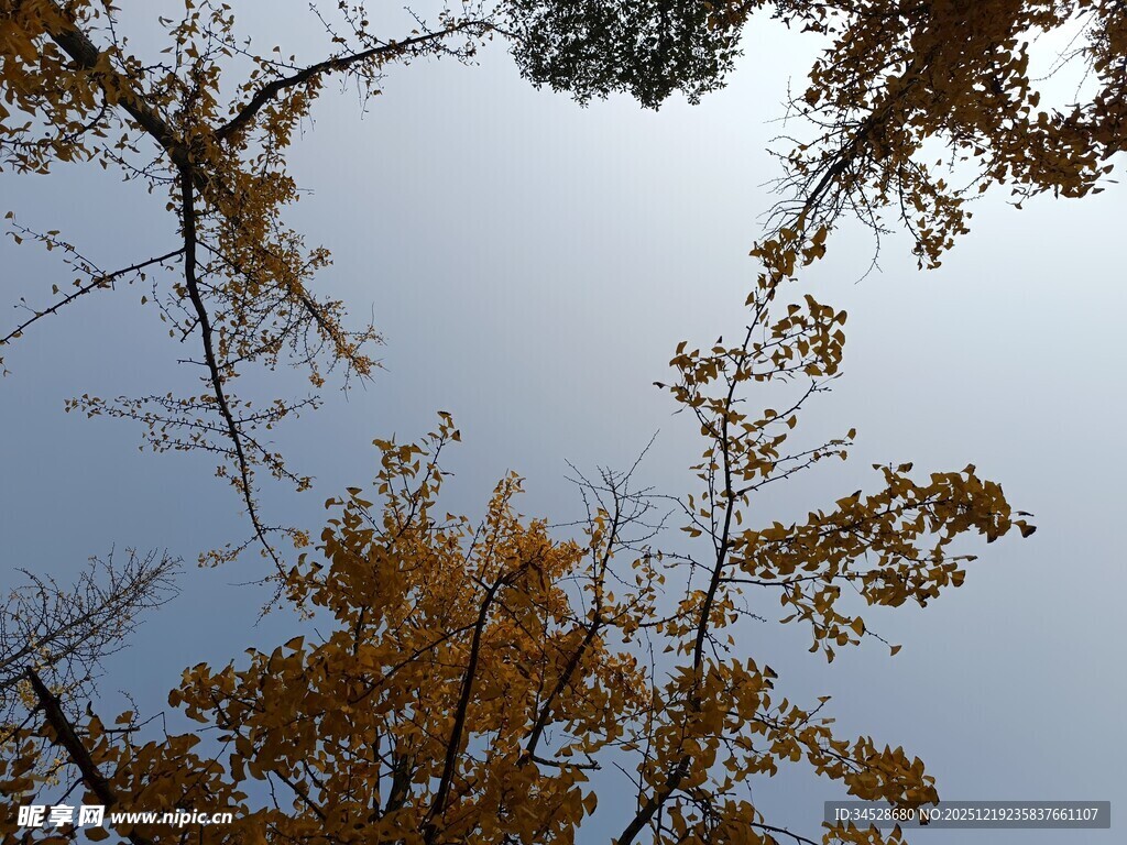 仰望秋日金黄银杏树枝