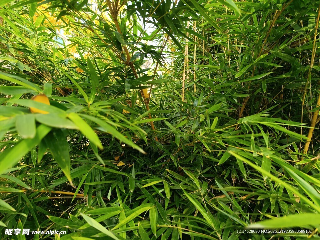 翠绿竹林间的清新景致