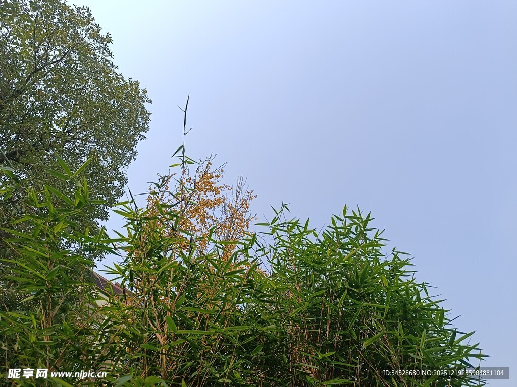 绿树蓝天自然景致