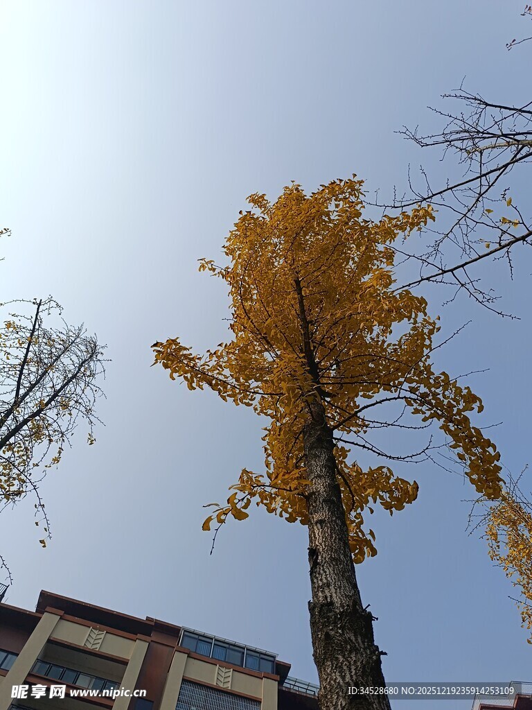 金黄银杏树立于建筑旁
