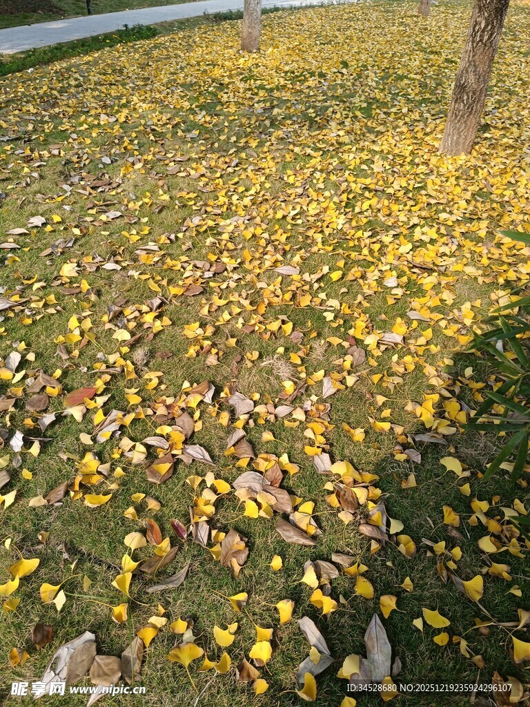 秋日落叶铺地的美丽景象