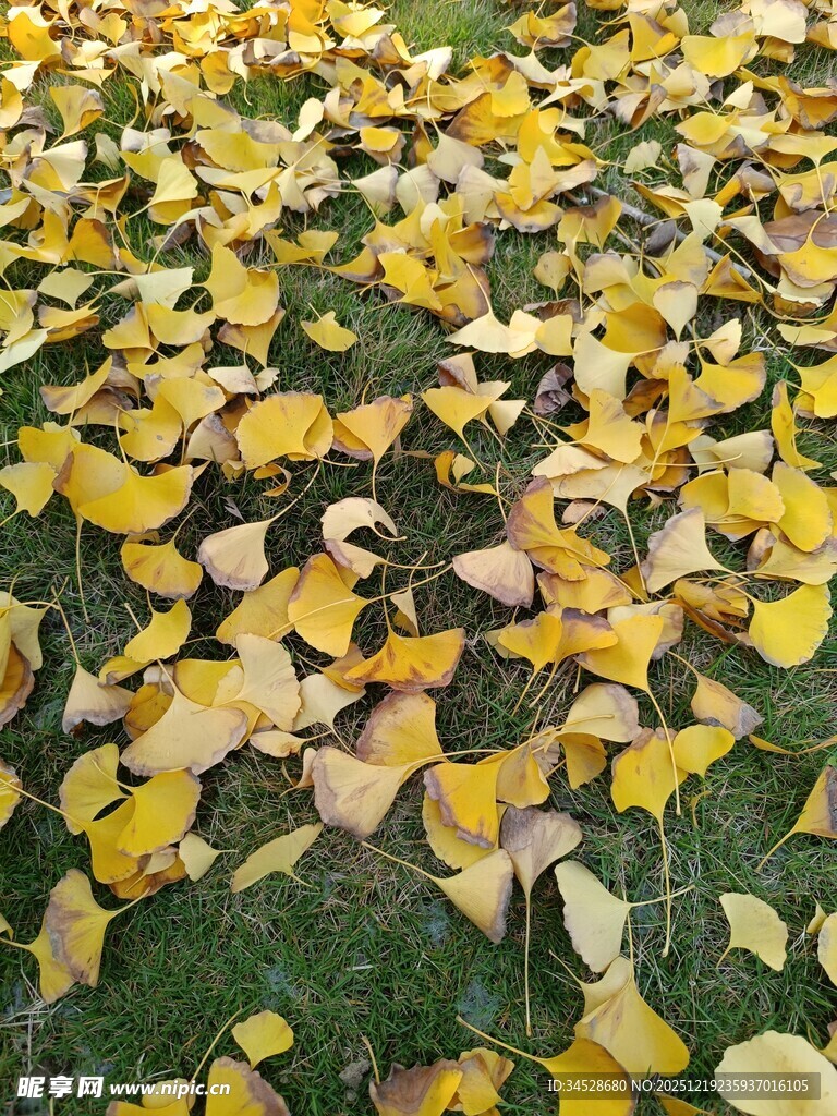 银杏落叶铺满翠绿草地