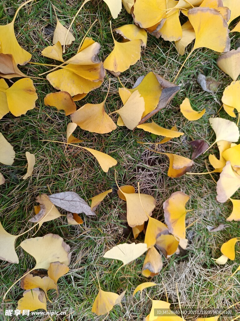 地上散落的金黄银杏叶