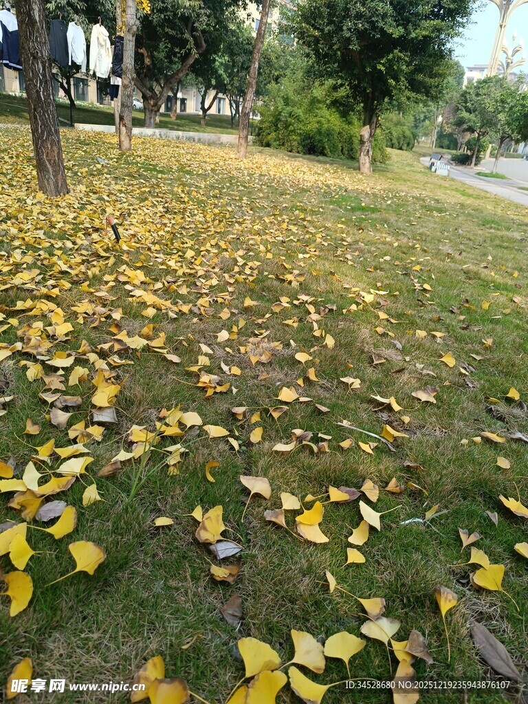 秋日草地落叶美景