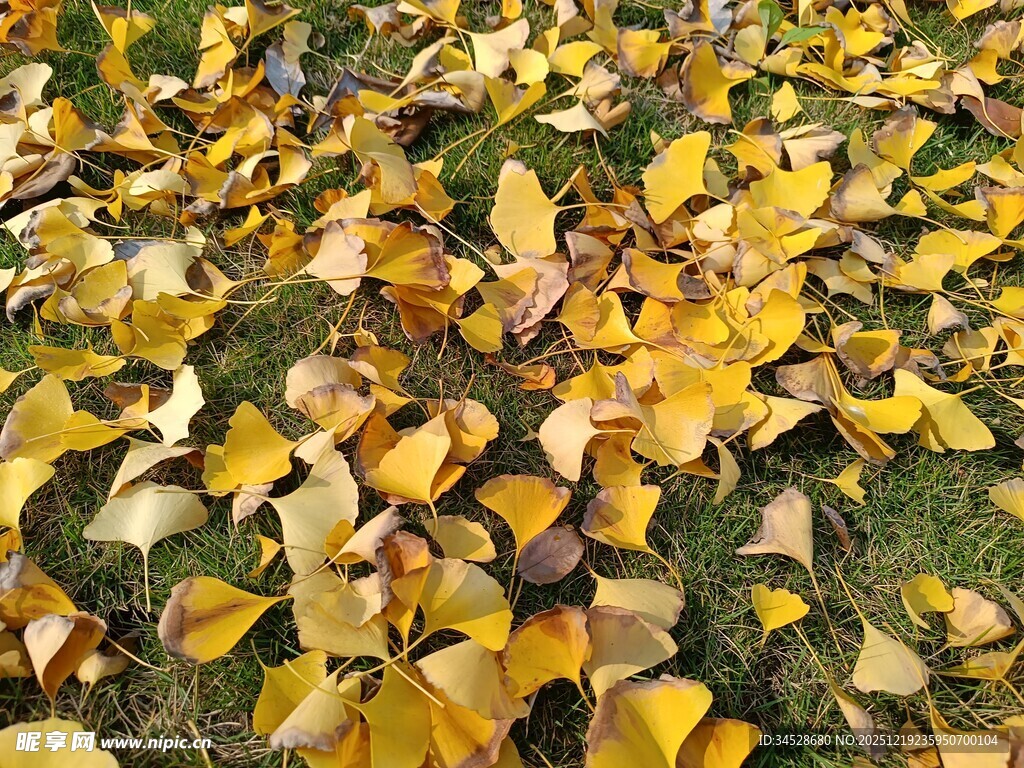 金黄银杏叶铺就秋日美景