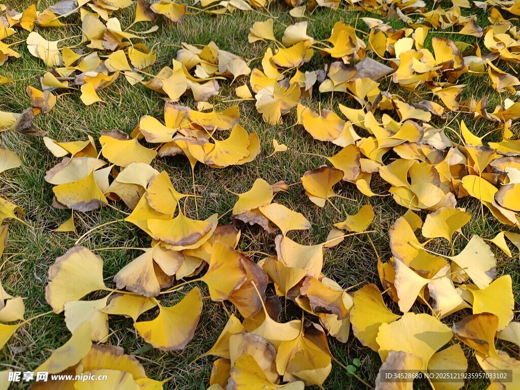 银杏落叶铺就秋日美景