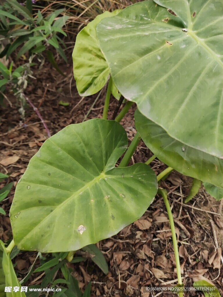 大叶片绿植特写
