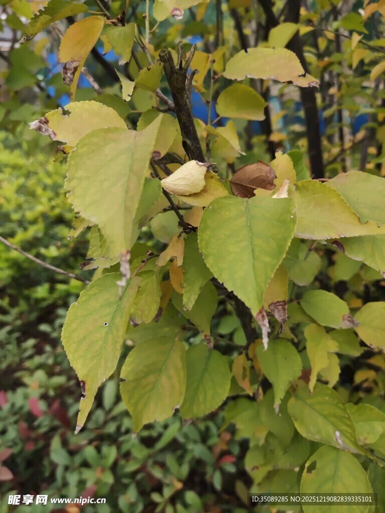 秋日黄绿相间的繁茂树叶