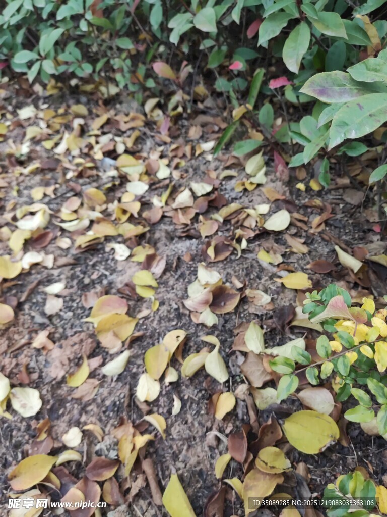 落叶铺地的自然景象