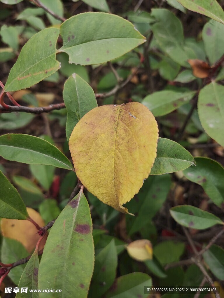 黄叶点缀绿叶间