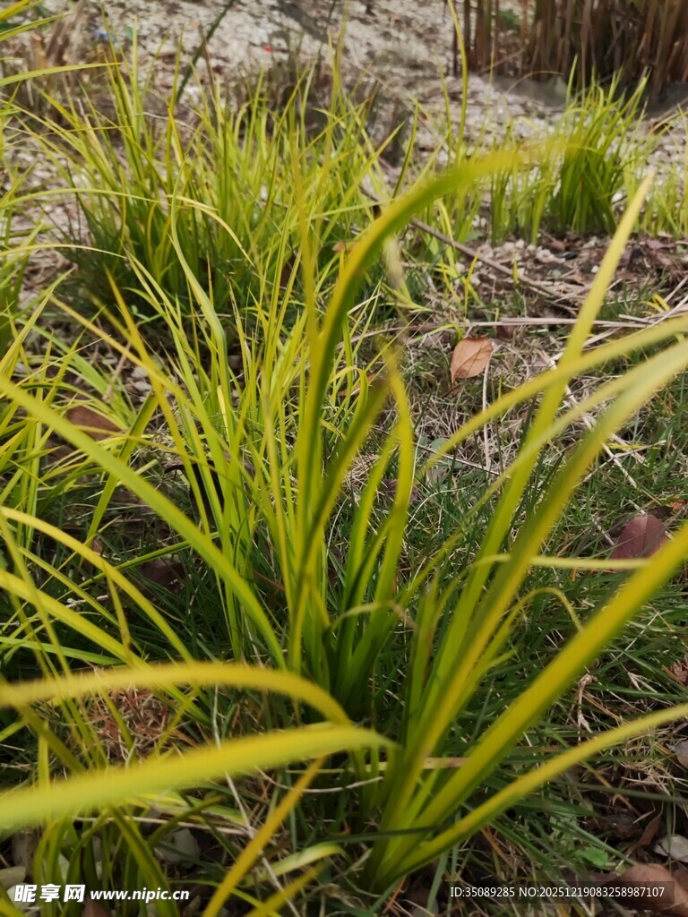 翠绿细长叶的丛生植物