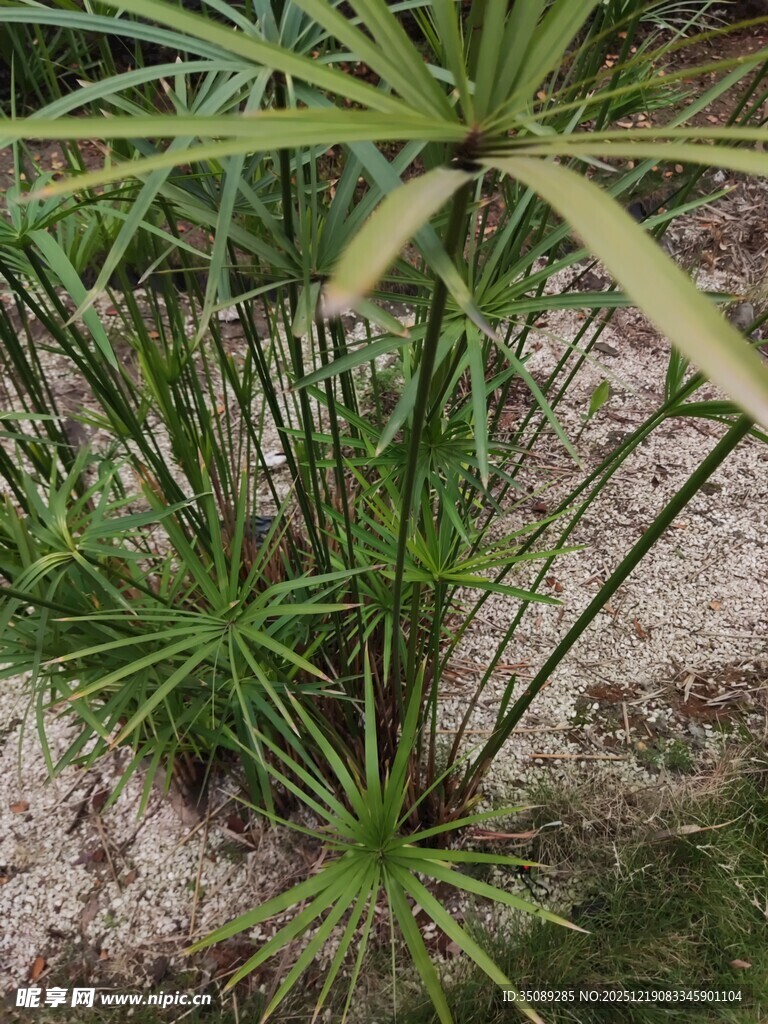 水边生长的细长叶片植物