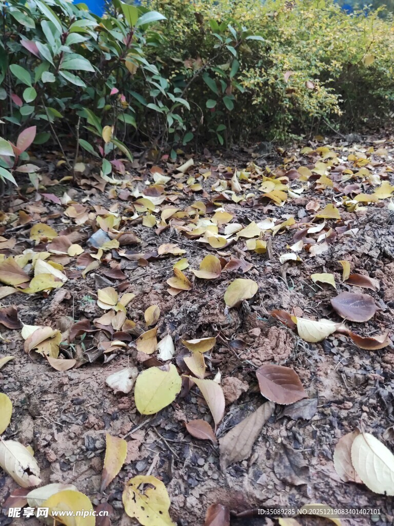落叶满地的自然景象
