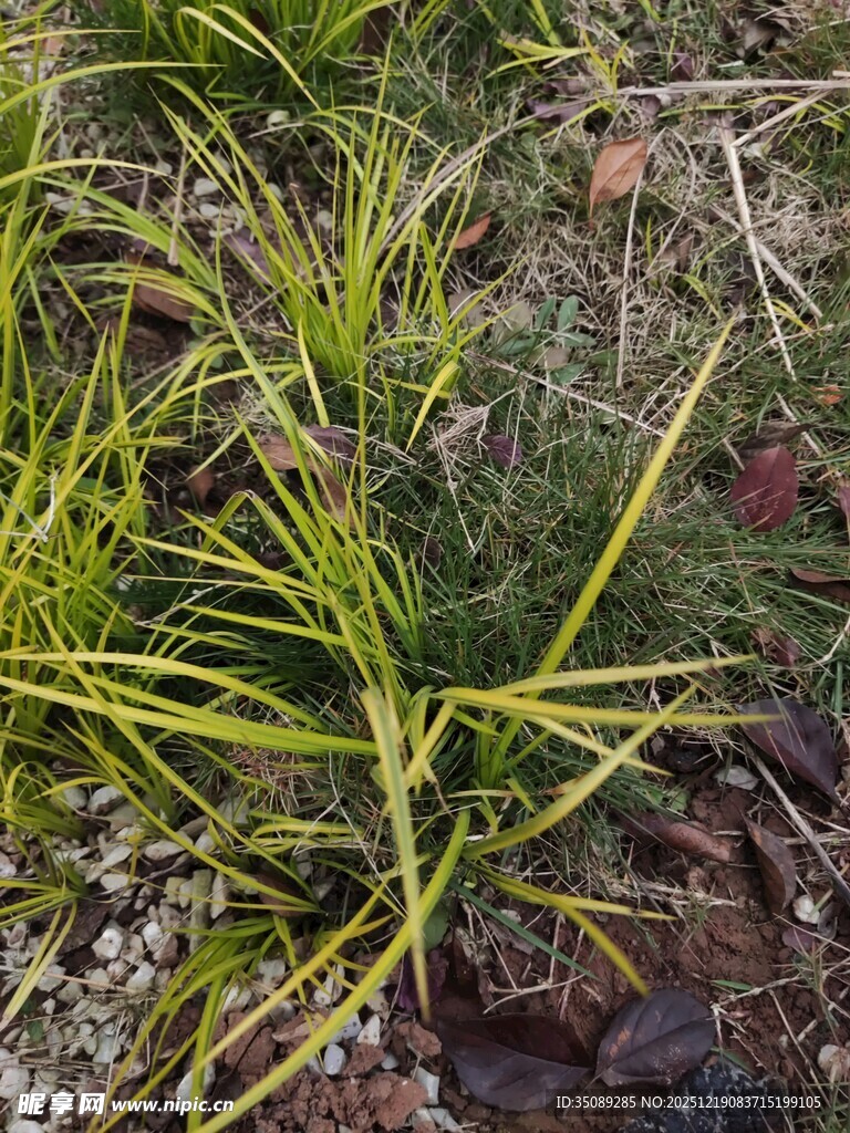 翠绿细长草生机盎然