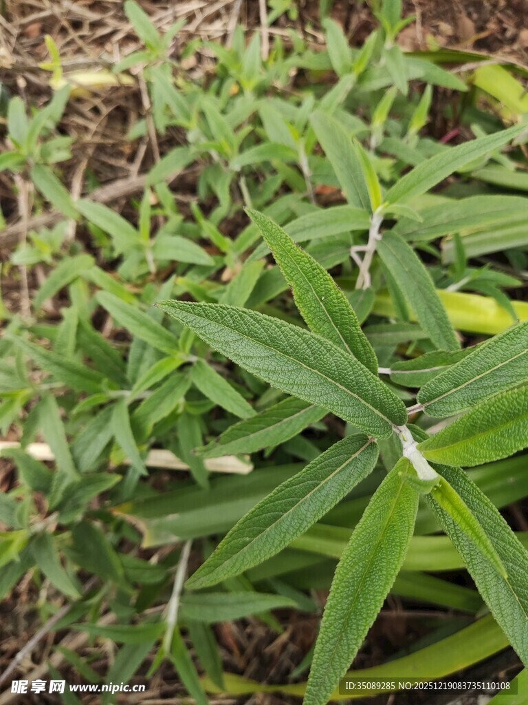 翠绿细长叶片的植物
