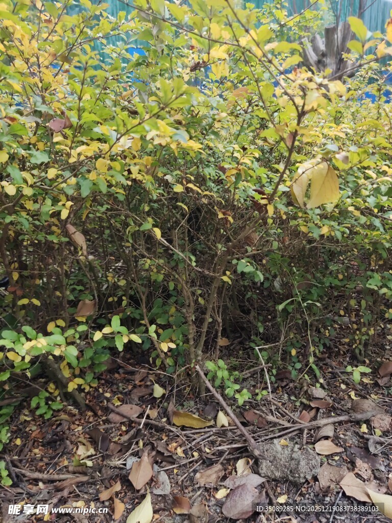 繁茂绿植与地面碎石景观