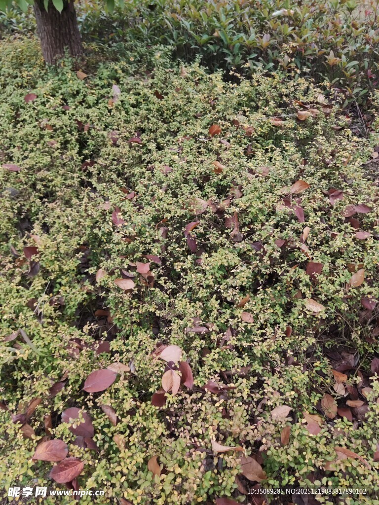 地面的繁茂绿植景观