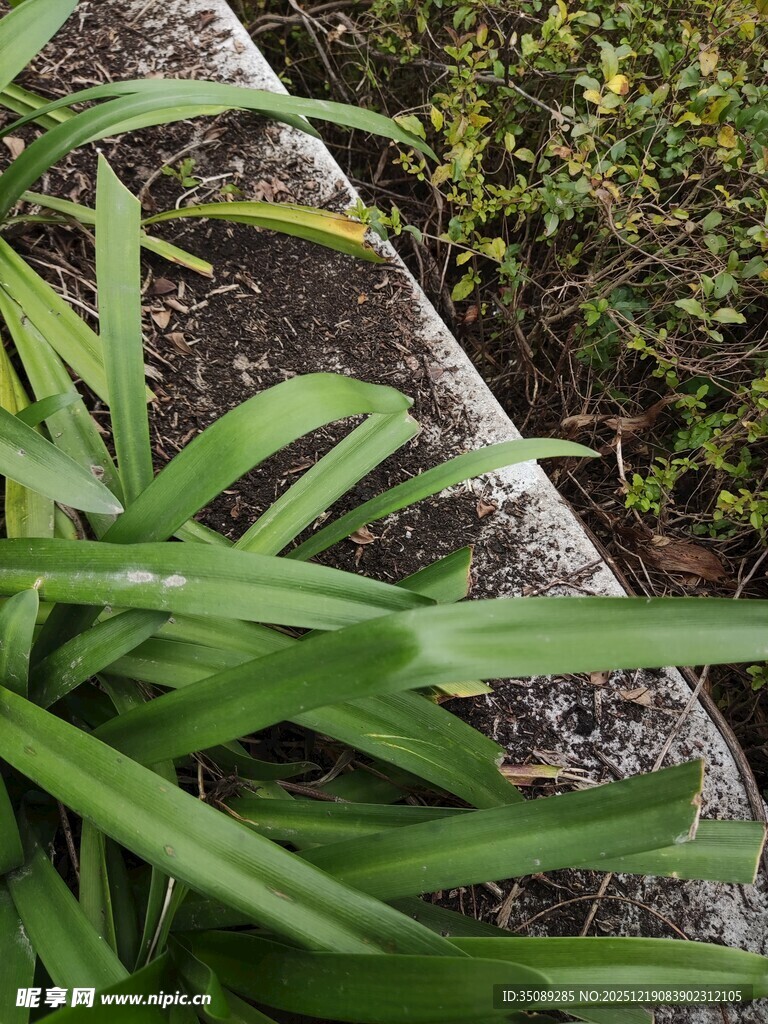 绿叶生机自然植物景致