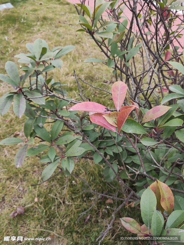 粉色叶片植物特写