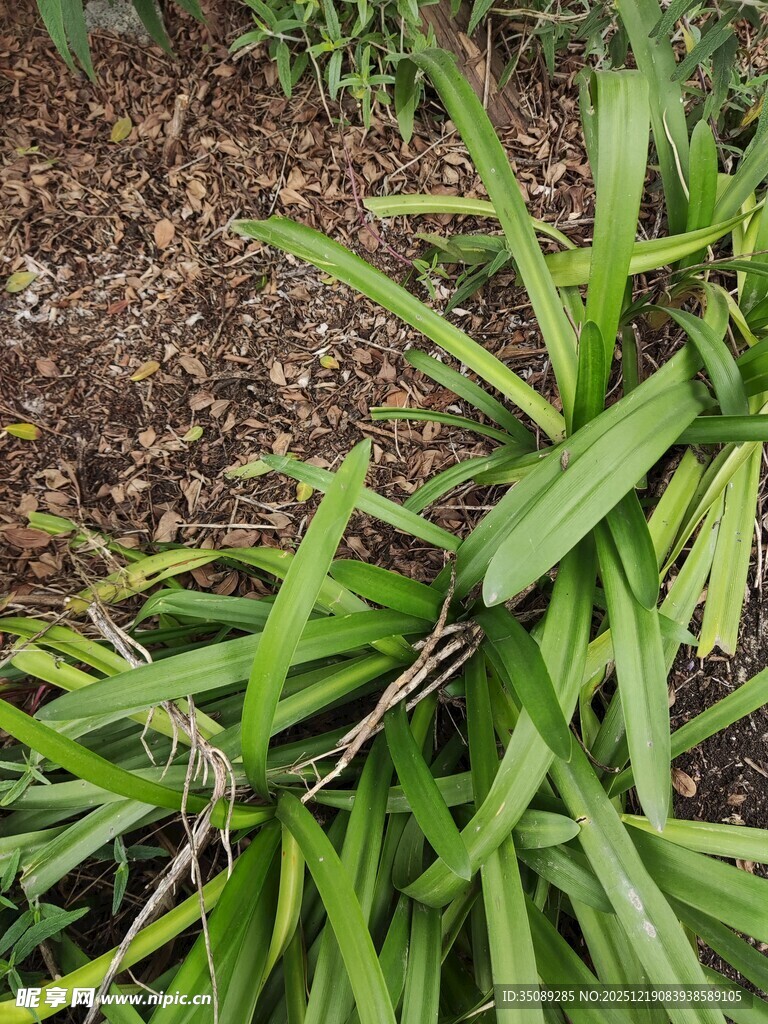 翠绿丛生的长叶植物